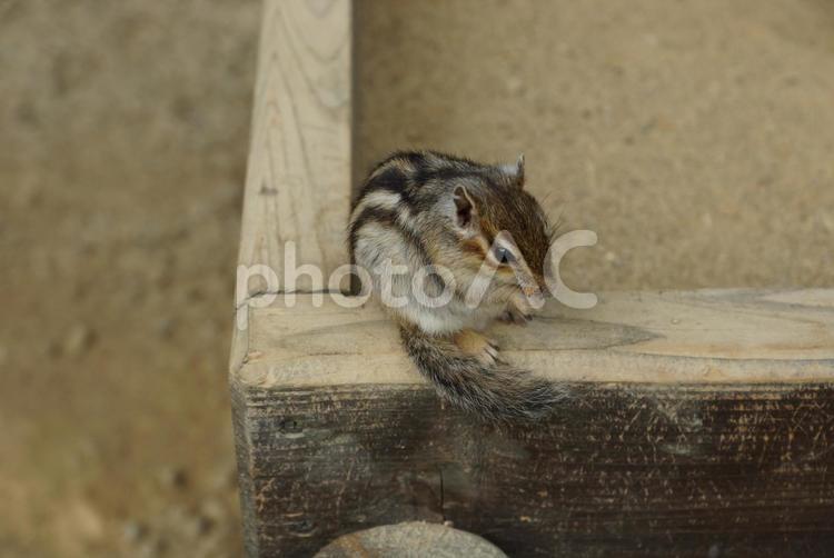 エサを食べるリス リス,りす,りす園の写真素材