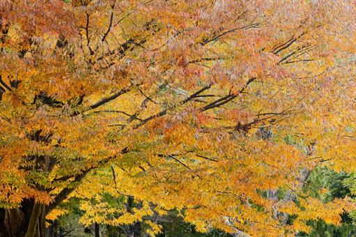 丸山公園の紅葉の写真