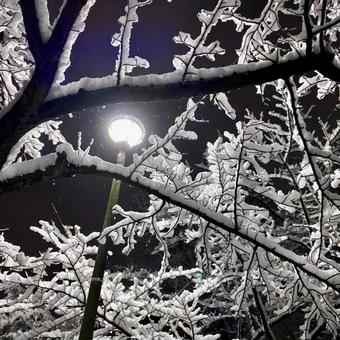 雪と街灯 雪と街灯の写真