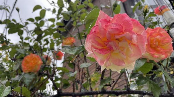 カラフルな薔薇 カラフルな薔薇の写真