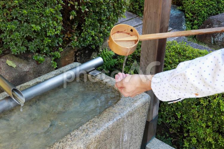 手水舎の木杓で手洗い 手水舎,手洗い,神社の写真素材