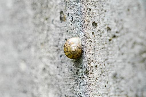 カタツムリの殻 カタツムリの殻の写真
