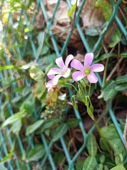 花　背景　緑の写真