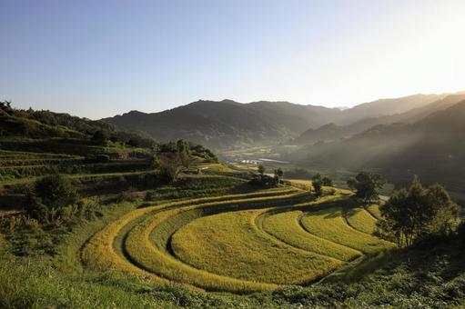 明日香-飛鳥-棚田-朝-秋 明日香-飛鳥-棚田-朝-秋 明日香,飛鳥,棚田の写真素材