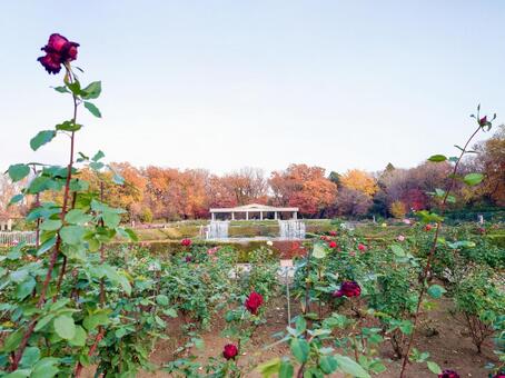 都立神代植物公園のバラ園 都立神代植物公園,バラ園,秋の写真素材
