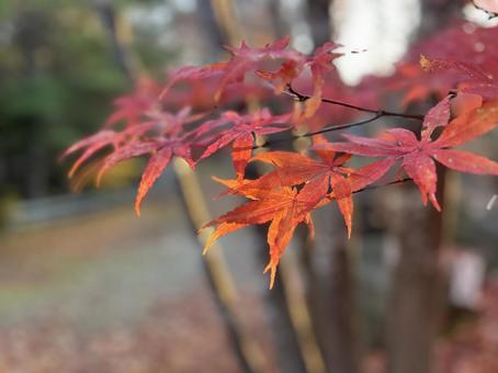 秋の景色 紅葉,もみじ,札幌市の写真素材