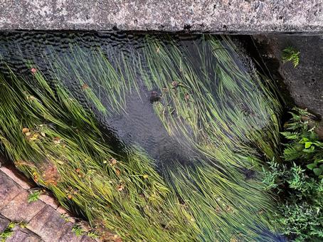 水草の生えた小川 水草の生えた小川 水草,ナガエミクリ,小川の写真素材