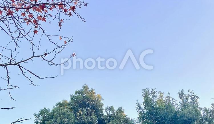 冬の晴天と木々 冬,空,紅葉の写真素材