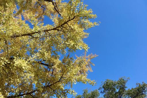 紅葉したイチョウ イチョウ,紅葉,秋の写真素材