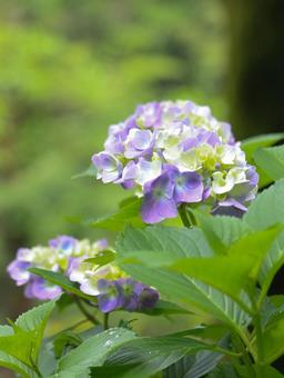 Hydrangea, JPG Hydrangea, JPG