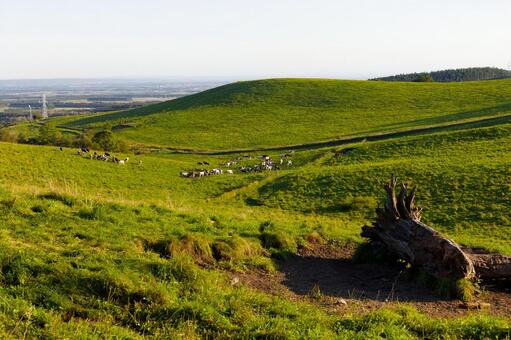 ナイタイ高原に放牧される牛 ナイタイ高原,上士幌,北海道の写真素材