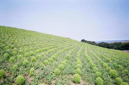 コキア コキアの写真