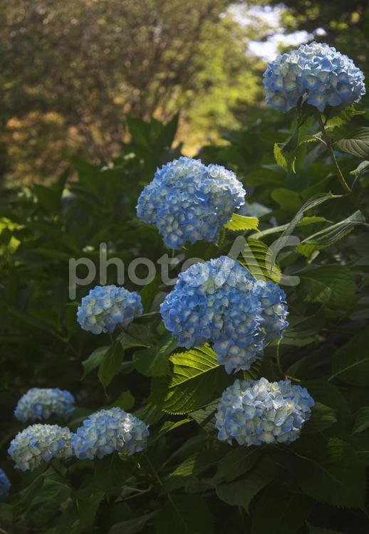 並んで咲いたアジサイ アジサイ,植物,花の写真素材