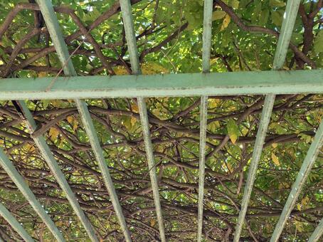 鮮やかなグリーンとパーゴラ 鮮やかな,グリーン,パーゴラの写真素材