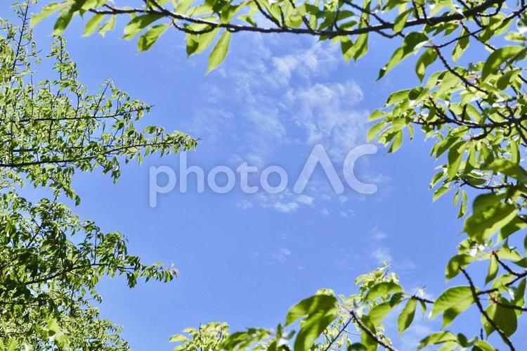 夏の空のフレーム 夏,初夏,真夏の写真素材