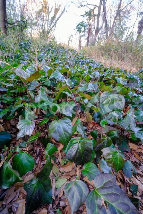 雑木林（冬） 雑木林,林,武蔵野の写真素材