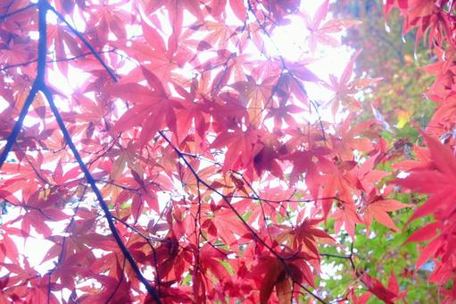 陽の光に透ける紅葉 陽の光に透ける紅葉の写真
