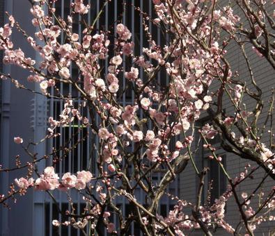 Photo, plum tree, dry, branch, 