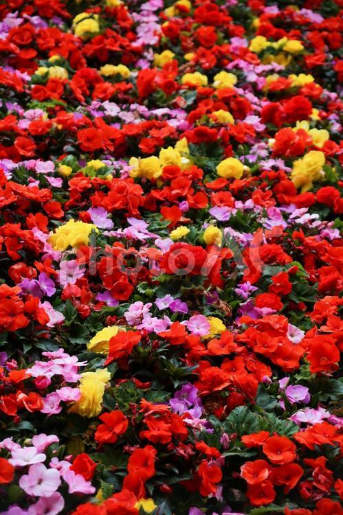 赤い薔薇と色とりどりの花 バラ,薔薇,ばらの写真素材