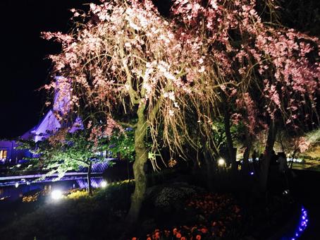 Cherry blossoms, nana no sato, illumination, branch, JPG