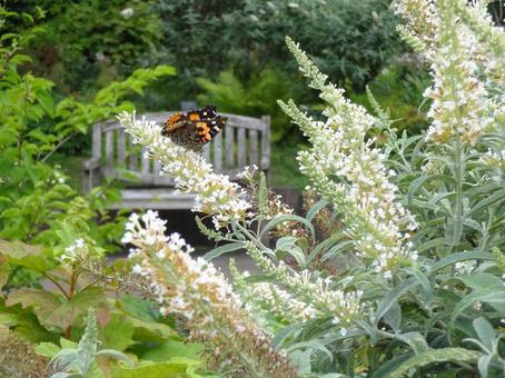 Photo, butterfly, flower, feathers, 