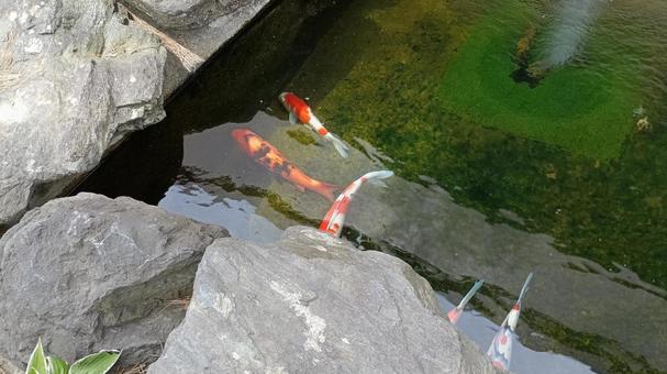泳ぐ宝石錦鯉 泳ぐ宝石錦鯉 鯉,錦鯉,泳ぐの写真素材