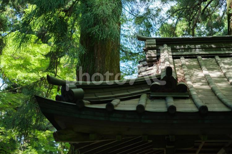 森の中の神社 風景,自然,木漏れ日の写真素材