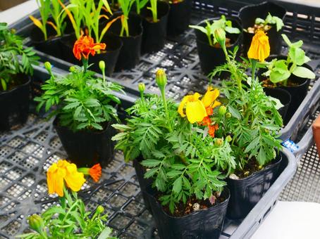 花売り 花売りの写真