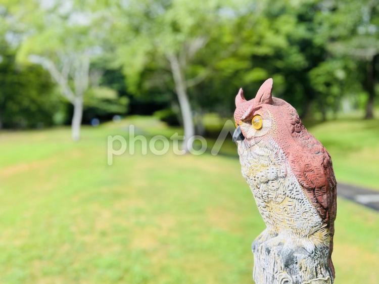 緑の芝生とフクロウの装飾オブジェ フクロウ,置物,芝目の向きの写真素材