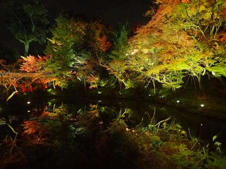 高台寺の紅葉と池(ライトアップ)の写真