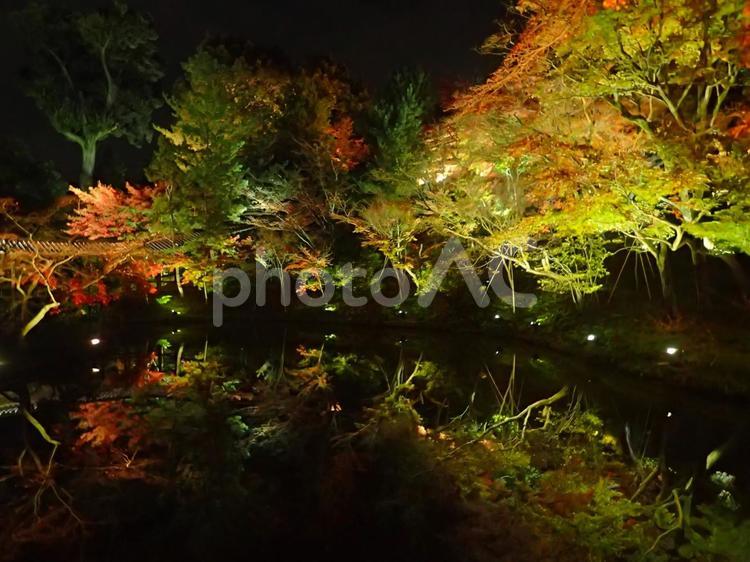 高台寺の紅葉と池(ライトアップ) 水面,反射,夜の写真素材