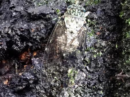Cicada hanging on a tree trunk, JPG