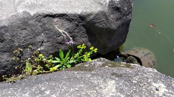 野花と亀 亀,かめ,花の写真素材