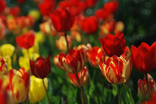 Tulip flowers, JPG Tulip flowers, JPG