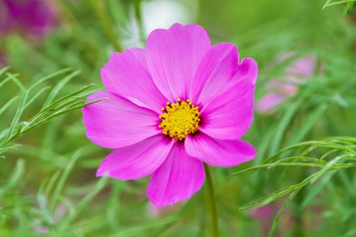 ピンクコスモスの花びらアップ コスモス,花,ピンクの写真素材