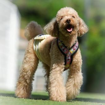 ドッグランの可愛いトイプー ドッグランの可愛いトイプー 犬,トイプードル,トイプーの写真素材