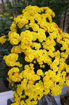 満開の黄色の小菊の花2　花素材　背景 菊,花びら,花束の写真素材