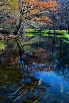 รูปถ่าย, ฤดูใบไม้ผลิ, ฤดูใบไม้ร่วง, โปร่งใส, 