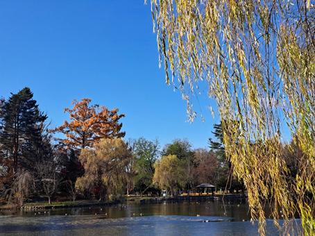 公園の池 自然,風景,癒しの写真素材