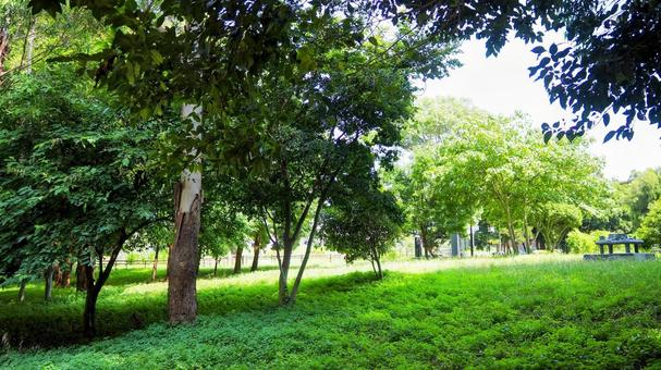 夏の夢の島公園・木漏れ日の散歩道・江東区 夏の夢の島公園・木漏れ日の散歩道・江東区の写真