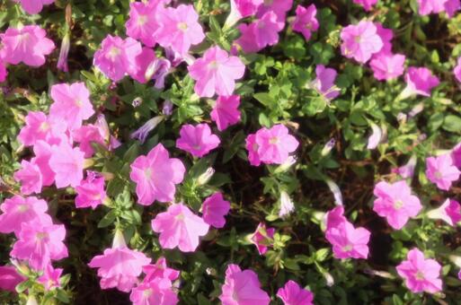 春 背景,風景,芝桜の写真素材