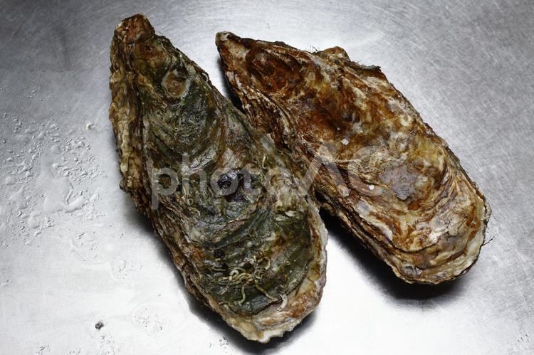 生牡蠣 牡蠣,生牡蠣,シーフードの写真素材