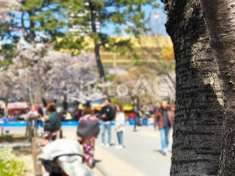 桜祭りの風景01 桜祭り,桜まつり,祭りの写真素材