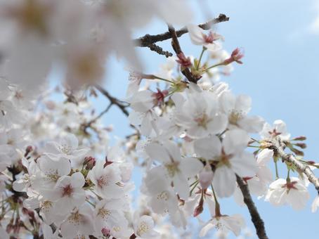 桜 桜の写真