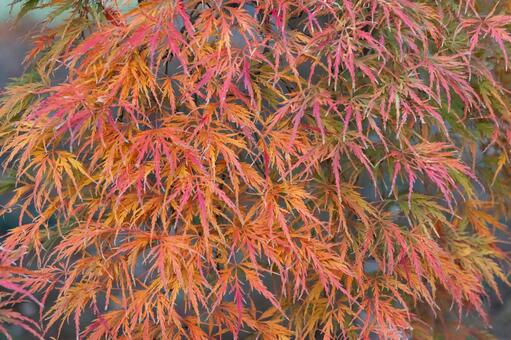 紅葉 紅葉,もみじ,秋の写真素材