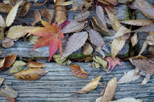 古い板の上の落ち葉 落葉,枯葉,秋の写真素材