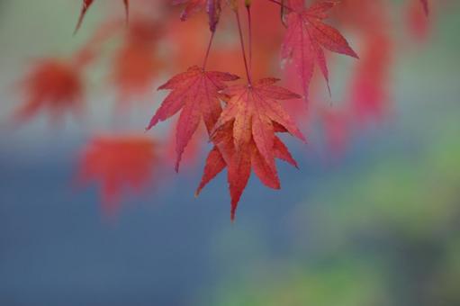 きれいな青背景のモミジ きれいな青背景のモミジ 紅葉,緑背景,玉ボケの写真素材