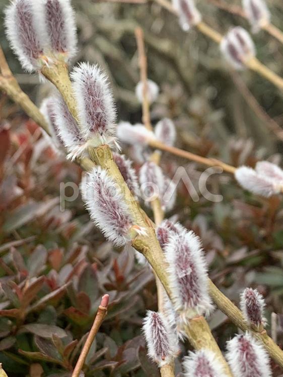 植物 自然,植物,花の写真素材