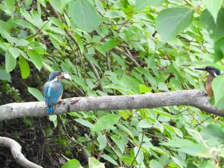 Parent kingfisher teaching its young how to eat, JPG
