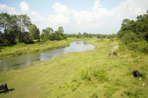 放牧風景 チトワン国立公園 1 放牧風景 チトワン国立公園 1 チトワン,ラプティ,ネパールの写真素材